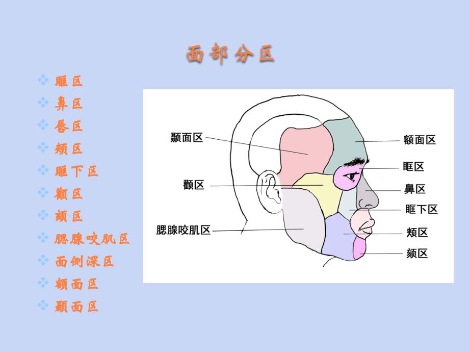 面颈颅部局部解剖ppt课件_第4页