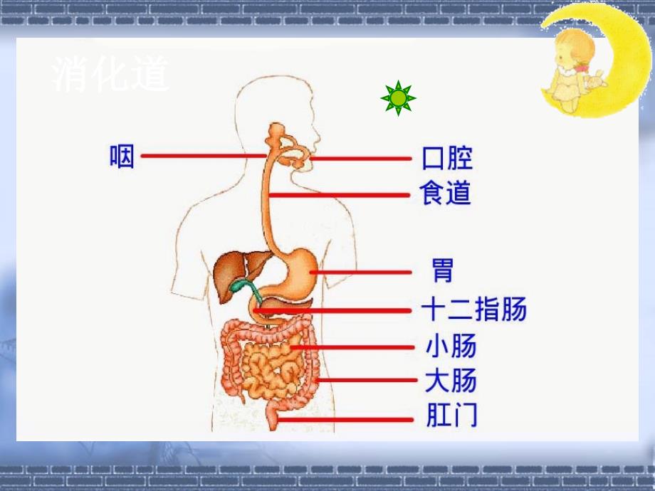 生物课件：消化和吸收整理.ppt_第3页