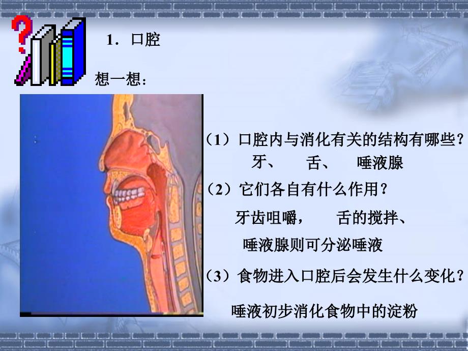 生物课件：消化和吸收整理.ppt_第4页