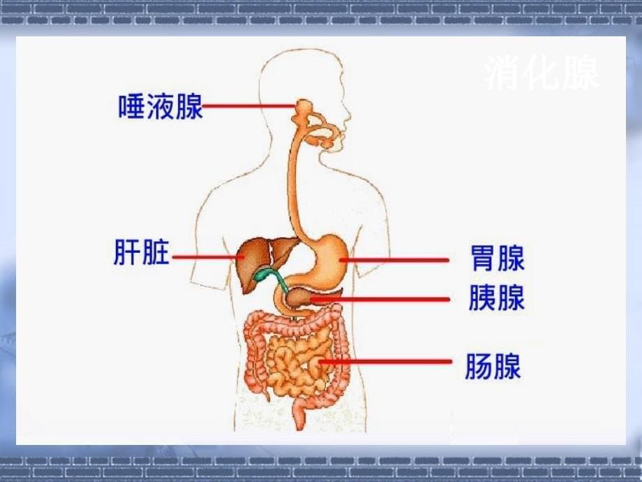 生物课件：消化和吸收整理.ppt_第5页