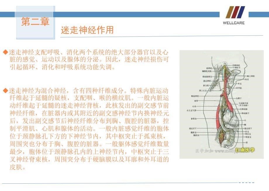 迷走神经与交感神经ppt课件_第5页