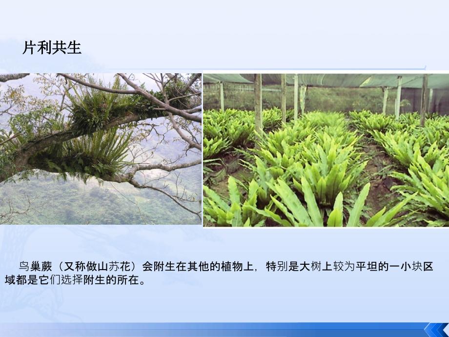 生物共生理论及拓扑学在商业项目分析中的应用整理.ppt_第4页