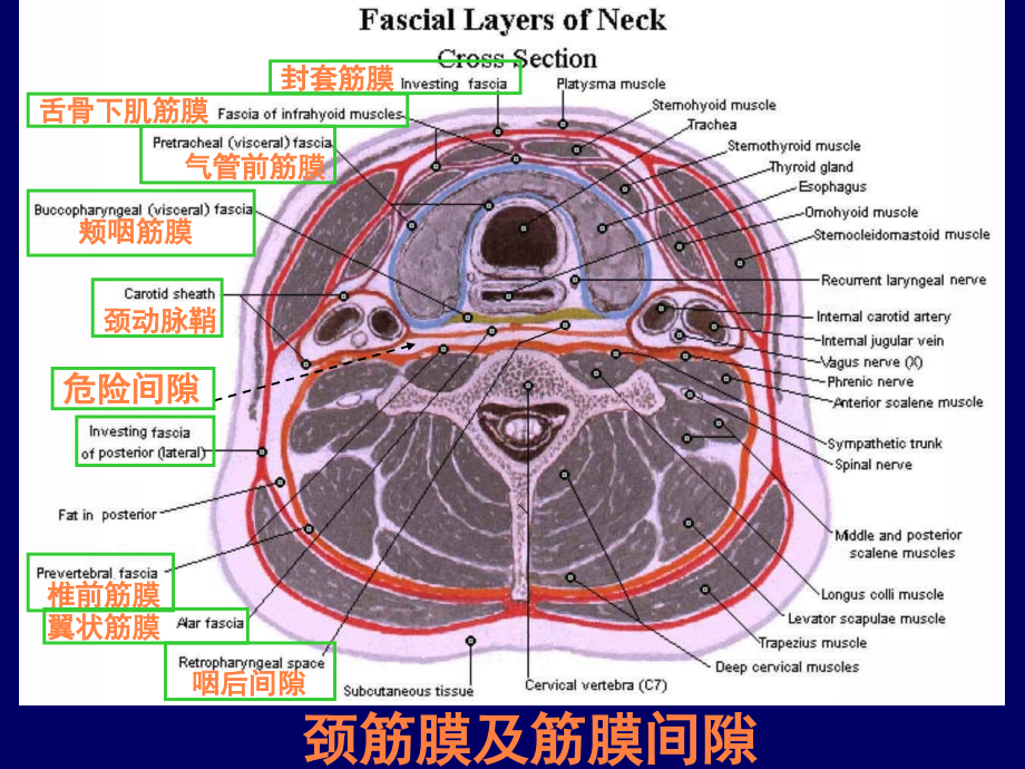 颈部与喉断层解剖ppt课件_第4页