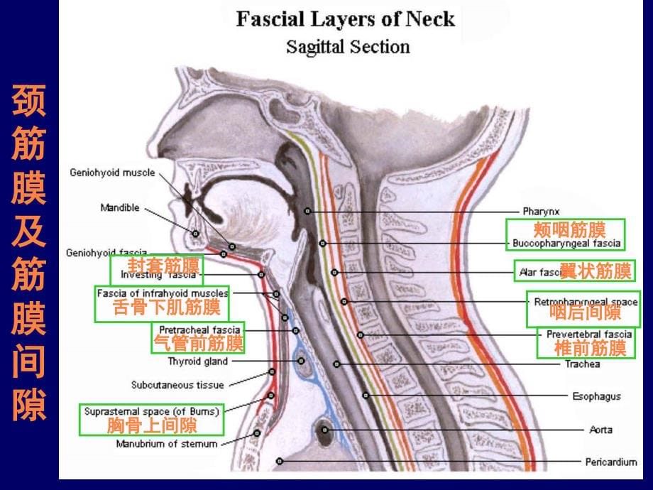 颈部与喉断层解剖ppt课件_第5页