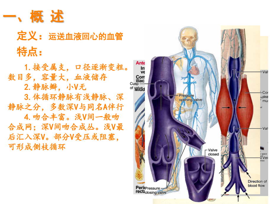 解剖学脉管系统静脉ppt课件_第2页