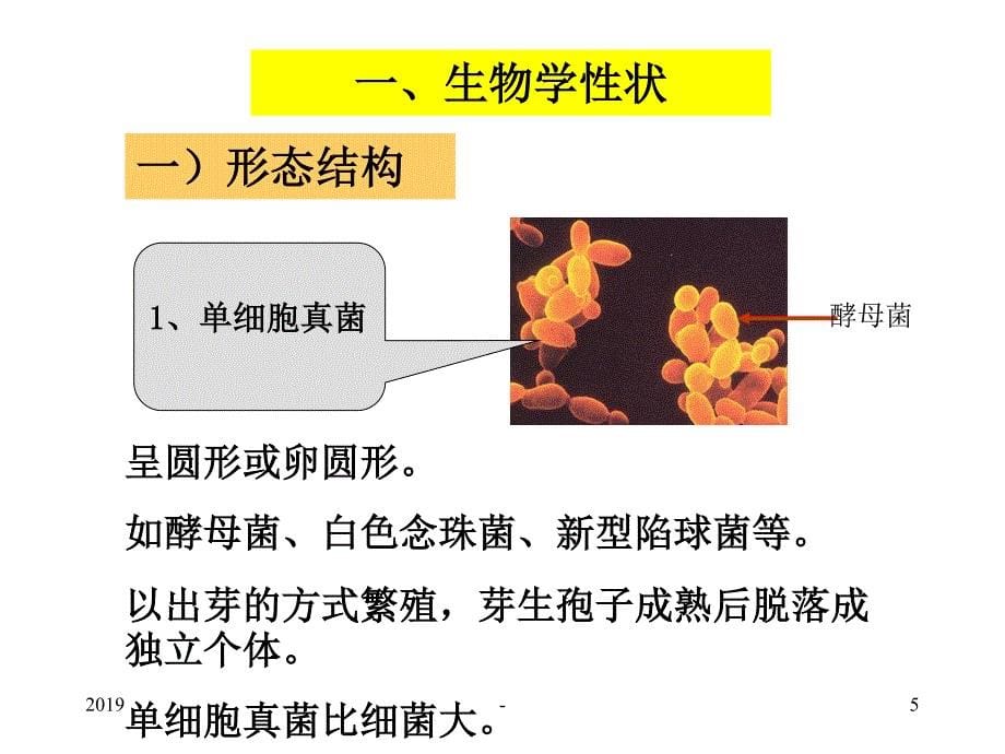 第二十二章真菌ppt课件_第5页