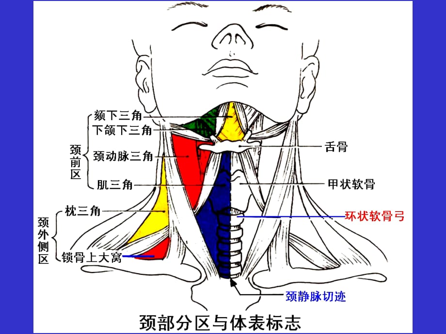 局部解剖—颈部ppt课件_第4页