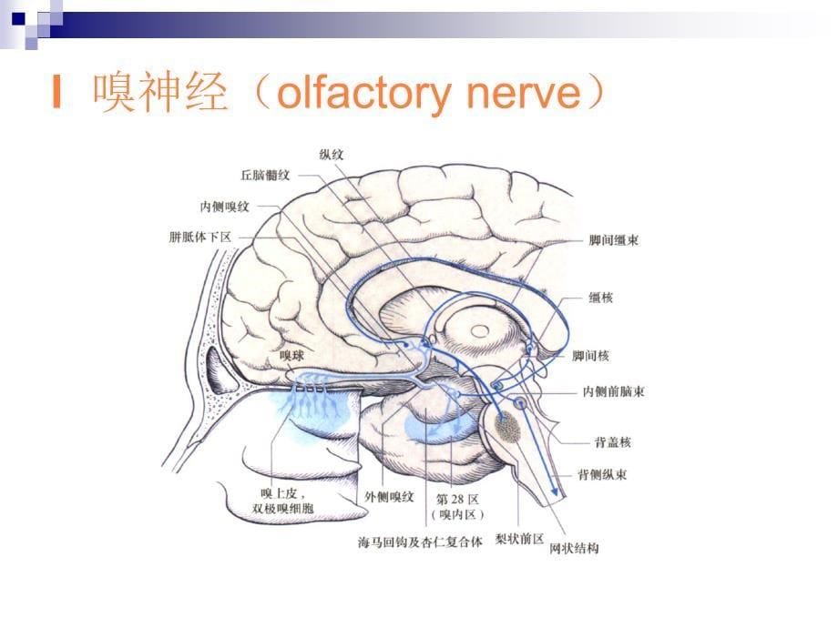 脑神经病损的临床表现及定位诊断张宝荣ppt课件_第5页