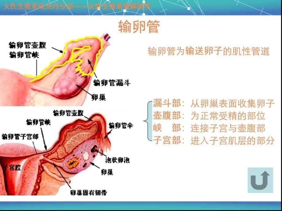 女性生殖、内分泌及辅助生殖通用版ppt课件_第5页