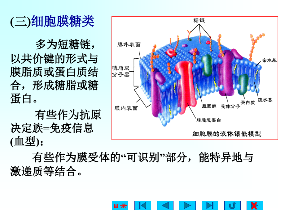 生理学细胞的基本功能(1)PPT精选课件_第3页