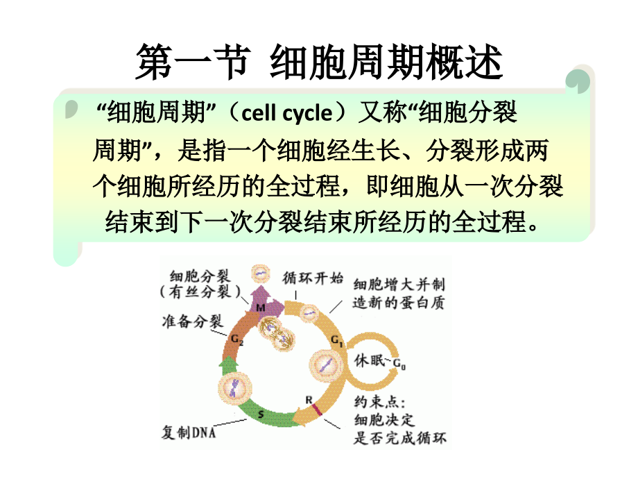 细胞增值调控与肿瘤的分子基础整理.ppt_第2页