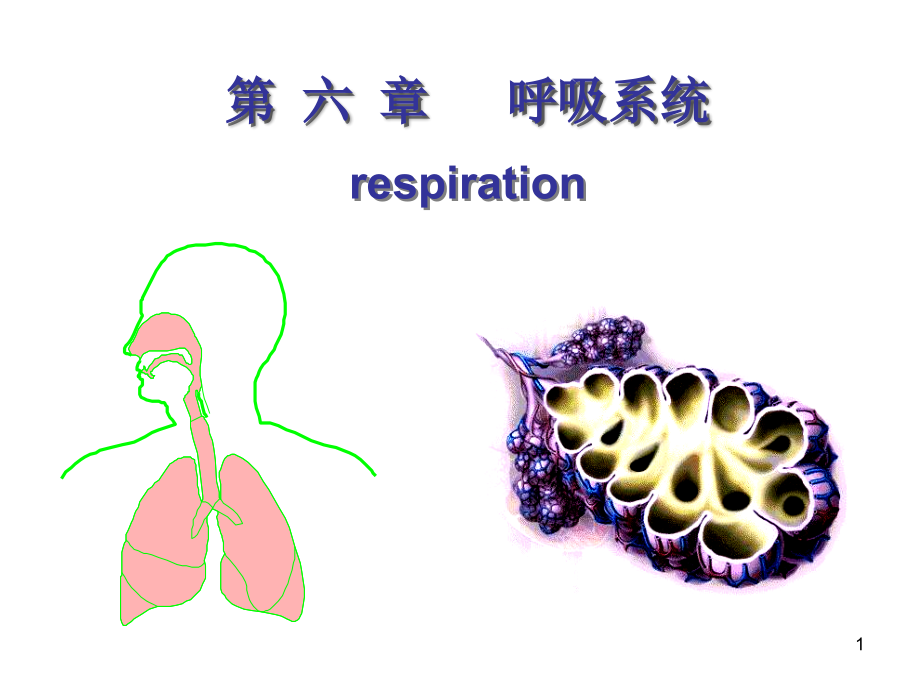 生理学-呼吸系统PPT精选课件_第1页