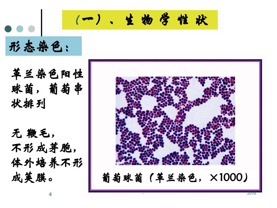 第一节球菌药学ppt课件_第4页