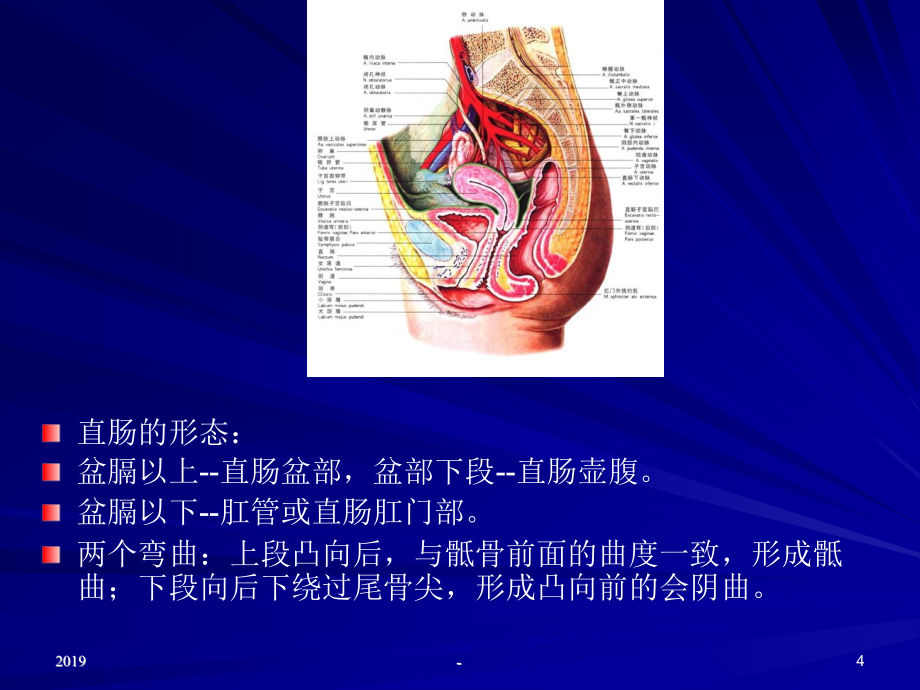 山大结肠直肠癌ppt课件_第4页