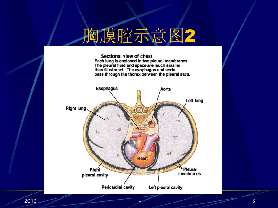 胸腔积液教案版ppt课件_第3页