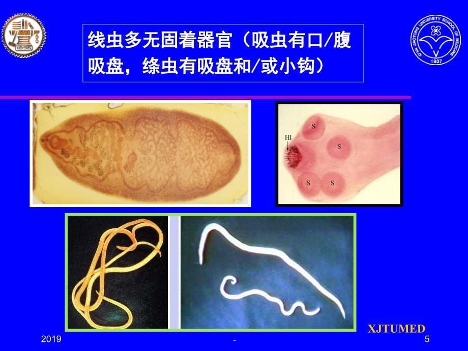 线虫概述及钩虫ppt课件_第5页