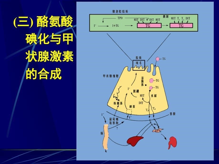 第三节甲状腺的内分泌整理.ppt_第5页