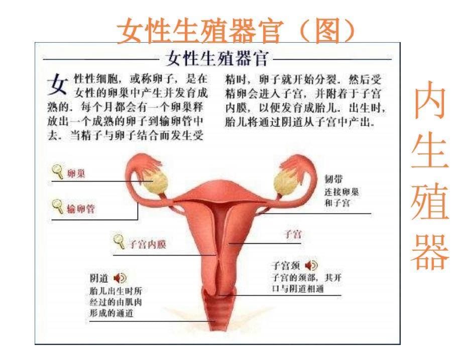 七年级生物青春期ppt课件_第5页