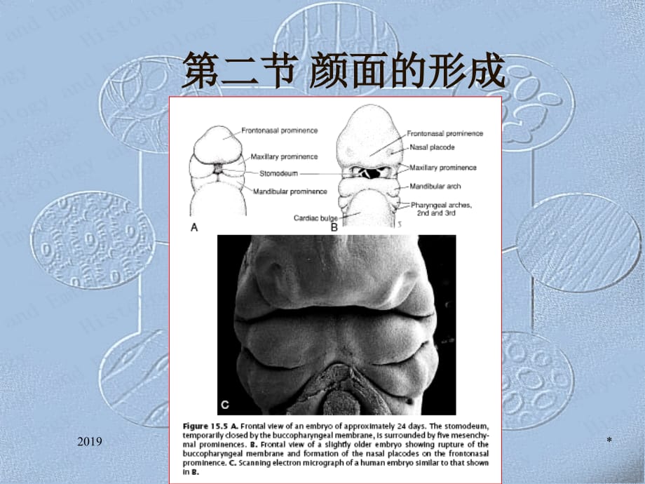 最全组织和胚胎学ppt课件_第4页