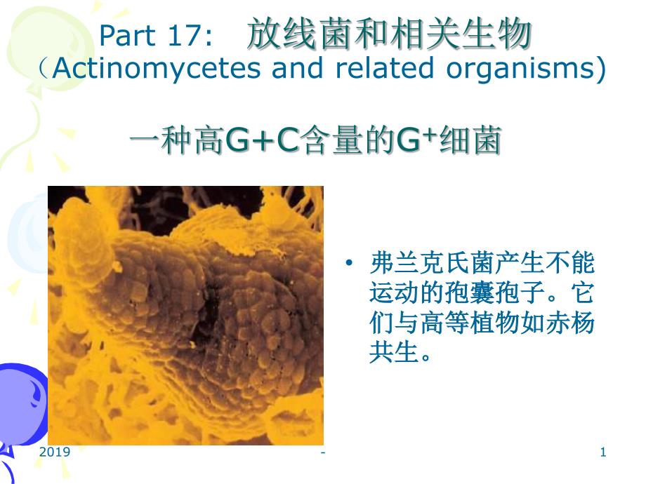 放线菌：一种高含量的革兰氏阳性细菌ppt课件_第1页