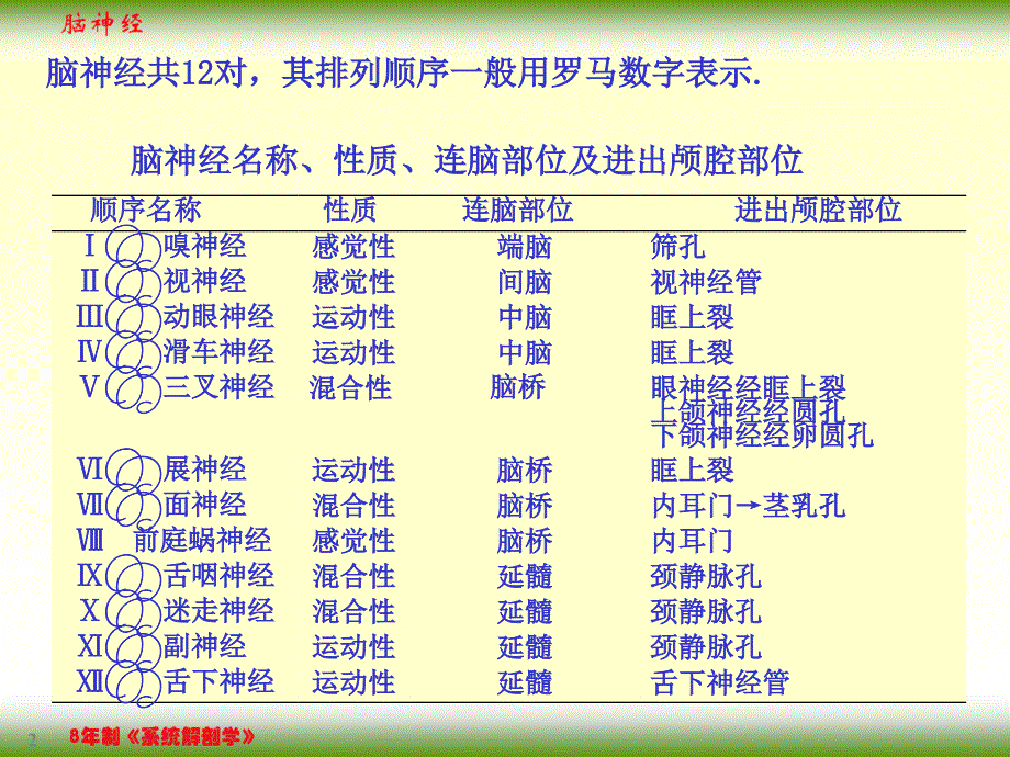 脑神经PPT精选课件_第2页