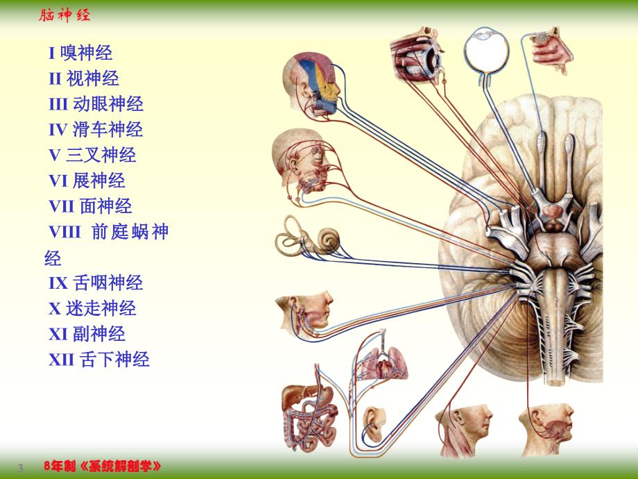 脑神经PPT精选课件_第3页