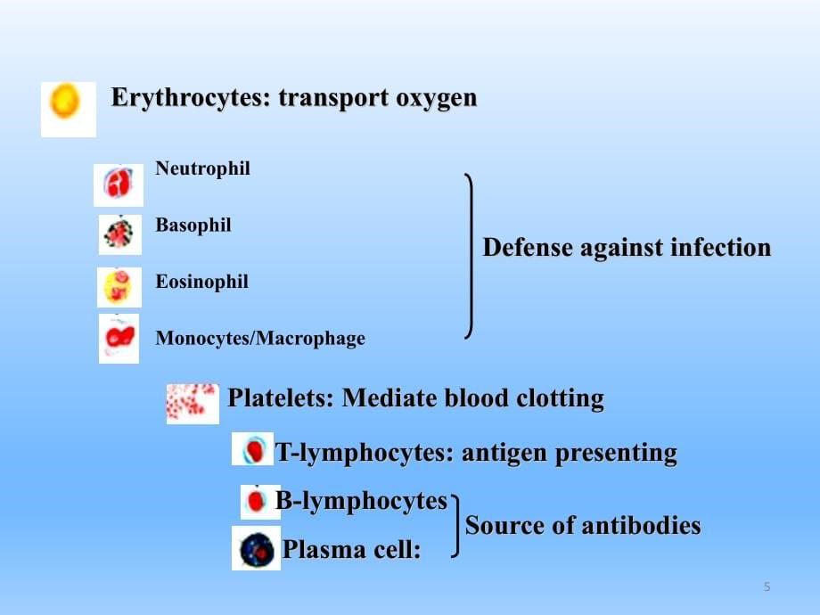 白血病PPT精选课件_第5页