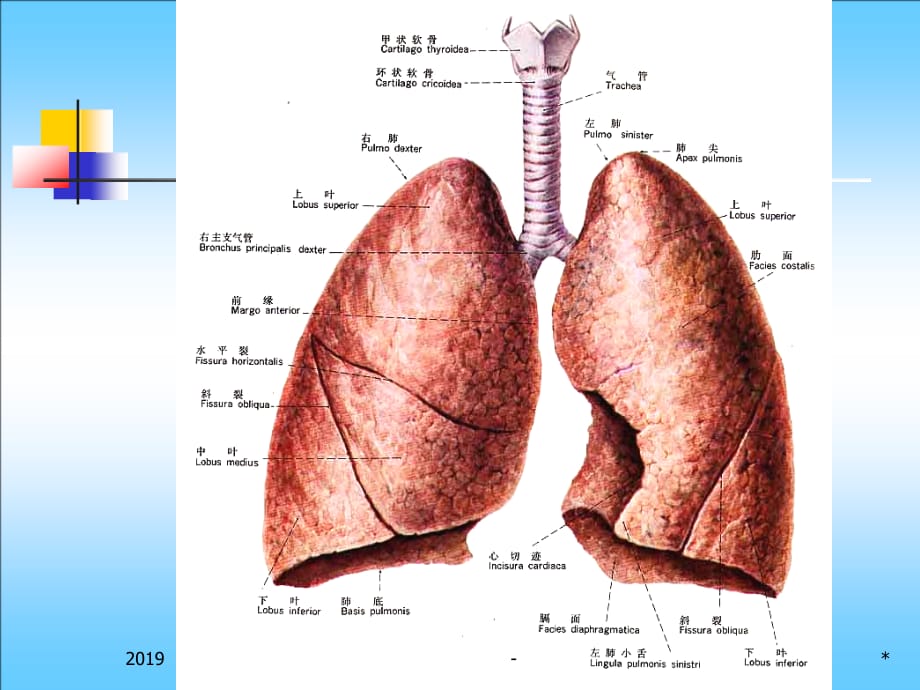 肺的解读ppt课件_第3页