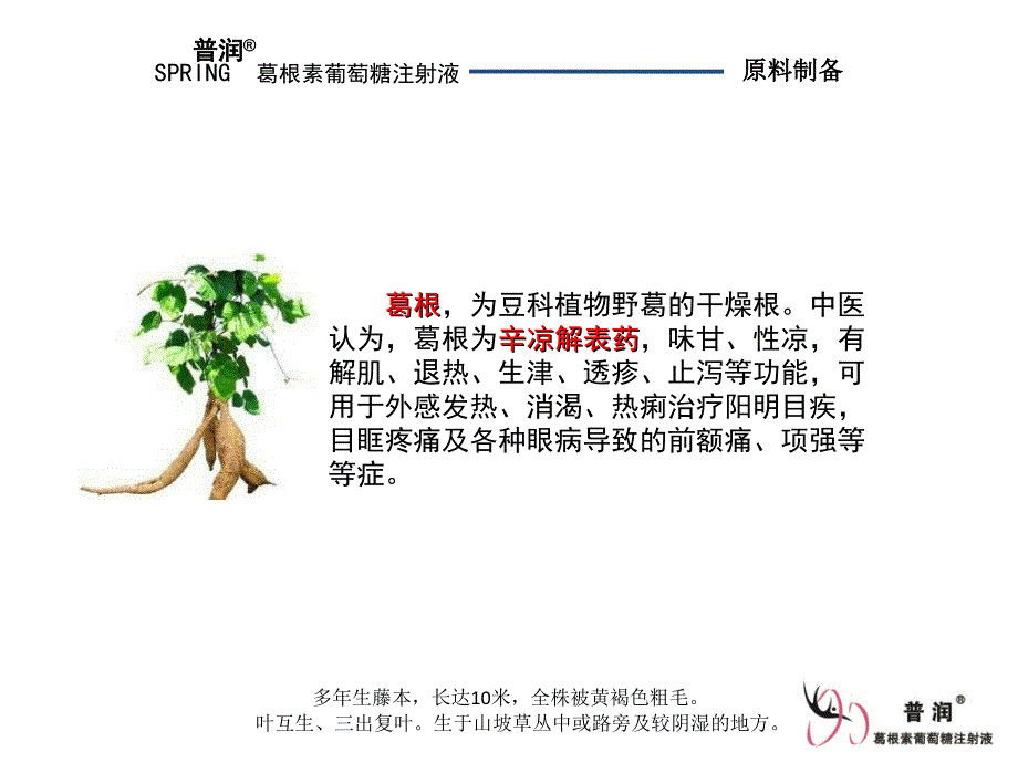 普润－葛根素葡萄糖注射液整理.ppt_第3页