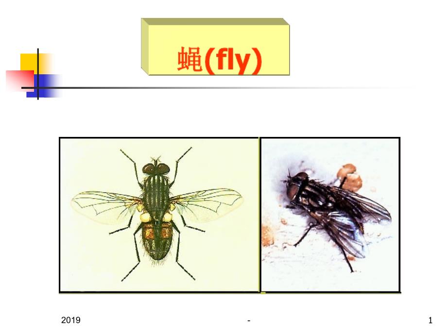 引起蝇蛆病ppt课件_第1页