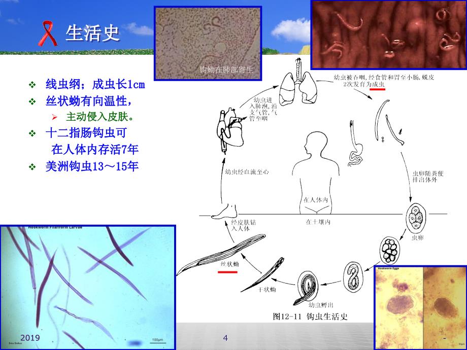 钩虫蛔虫蛲虫ppt课件_第4页