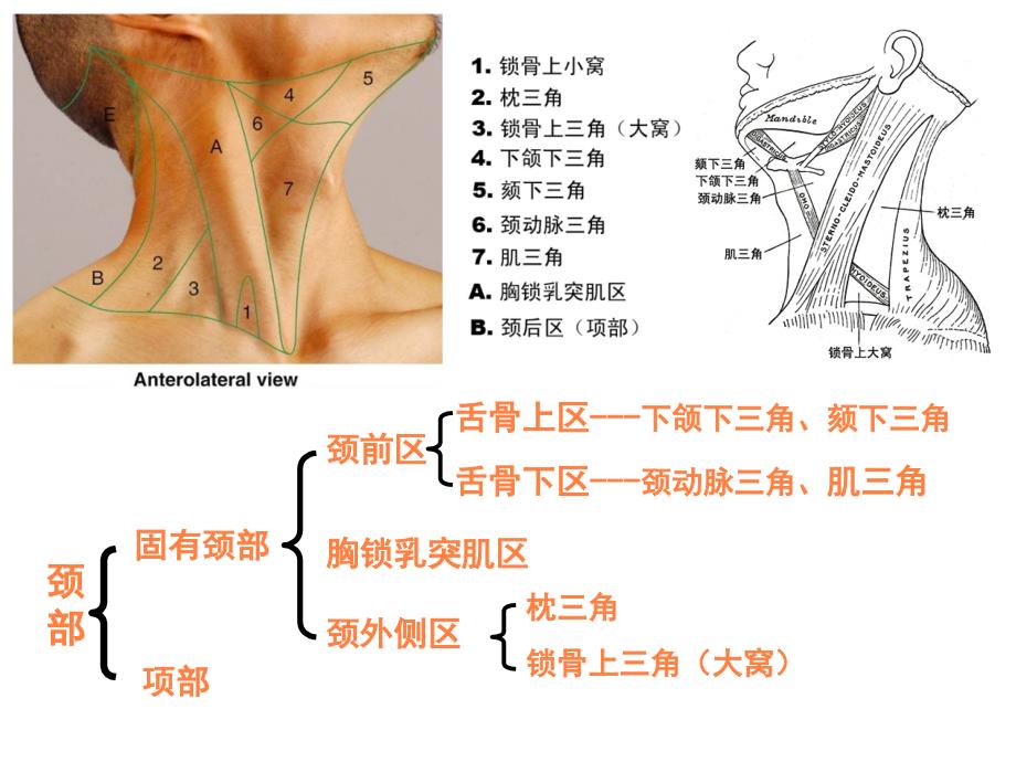 麻醉解剖学局部解剖学必备知识点颈部ppt课件_第4页