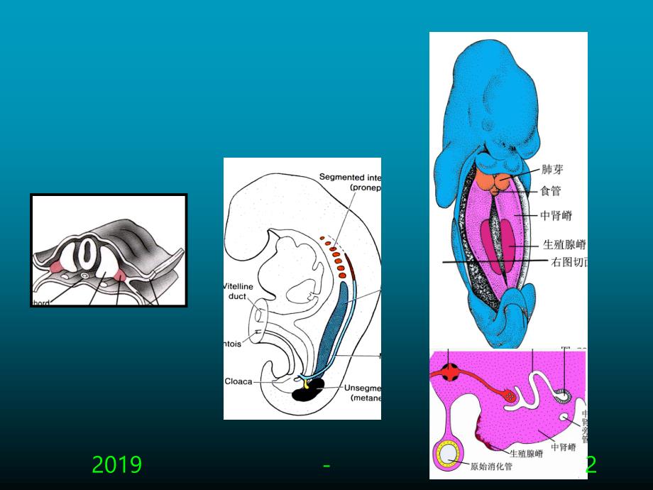 组织学与胚胎学泌尿生殖系统发生含精品动画 ppt课件_第2页