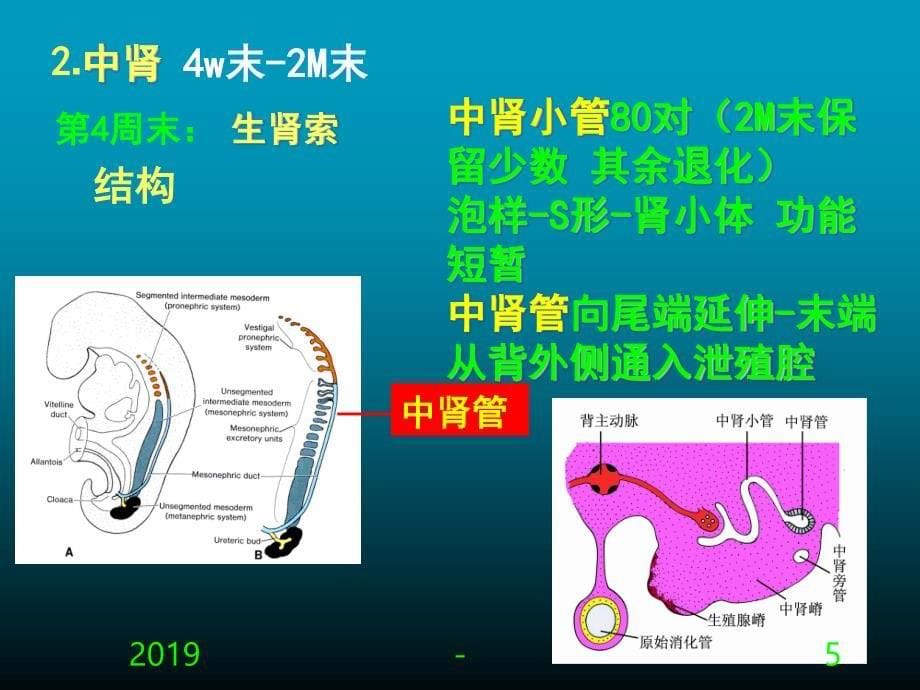 组织学与胚胎学泌尿生殖系统发生含精品动画 ppt课件_第5页