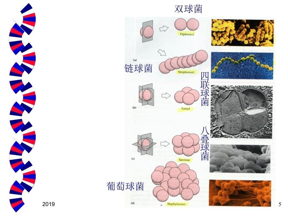 环境微生物学第章ppt课件_第5页