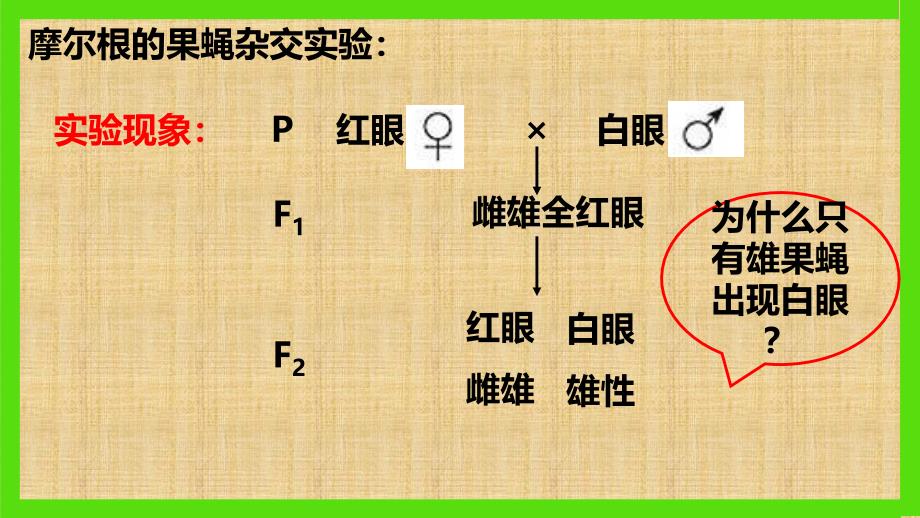 基因在染色体上和伴性遗传(一轮复习)精编版_第4页