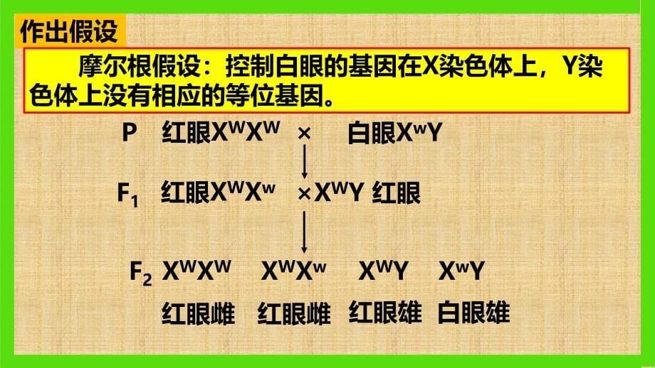 基因在染色体上和伴性遗传(一轮复习)精编版_第5页