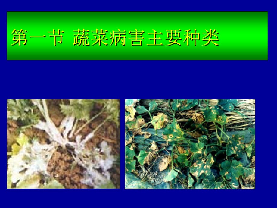 《精编》农业植物病理学蔬菜病害_第3页