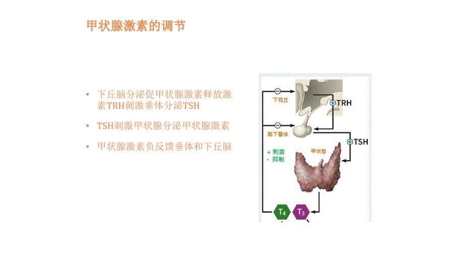 甲状腺功能指标临床意义ppt课件_第5页