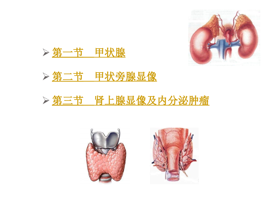 核医学内分泌系统ppt课件_第2页