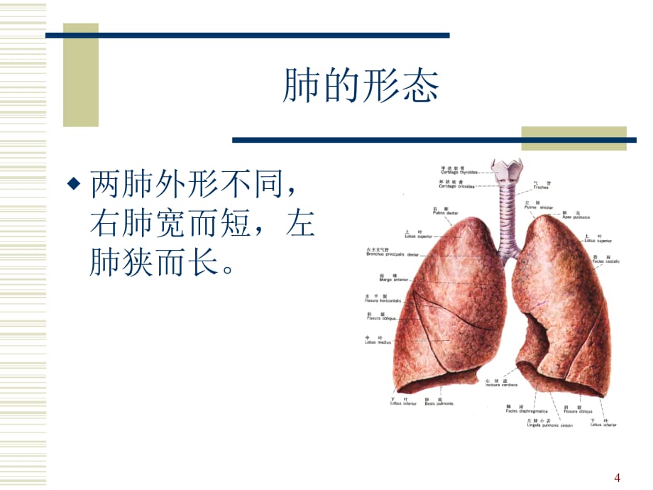 肺的解剖及分段PPT幻灯片课件_第4页