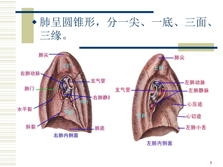 肺的解剖及分段PPT幻灯片课件_第5页