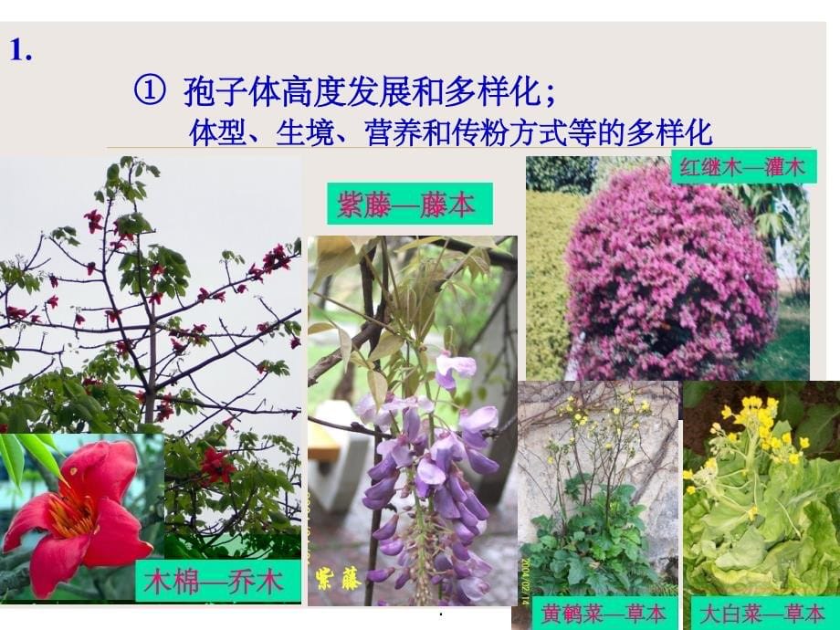 被子植物分类ppt课件_第5页