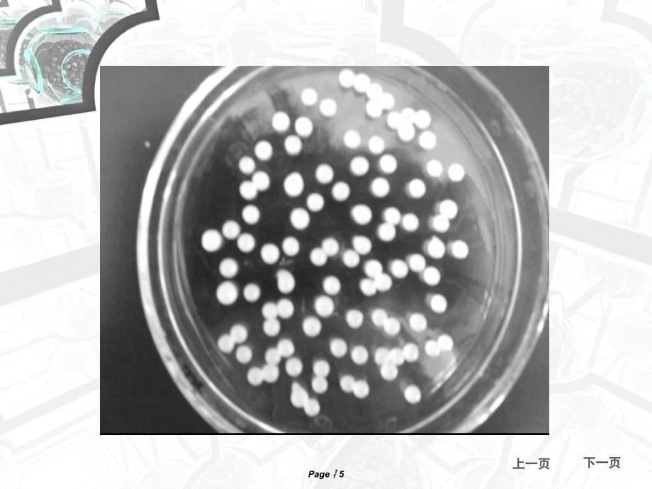 包埋法固定化微生物技术1ppt课件_第5页