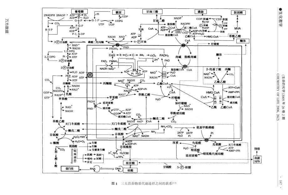 一张适用于总结物质代谢途径的代谢联络图_第2页