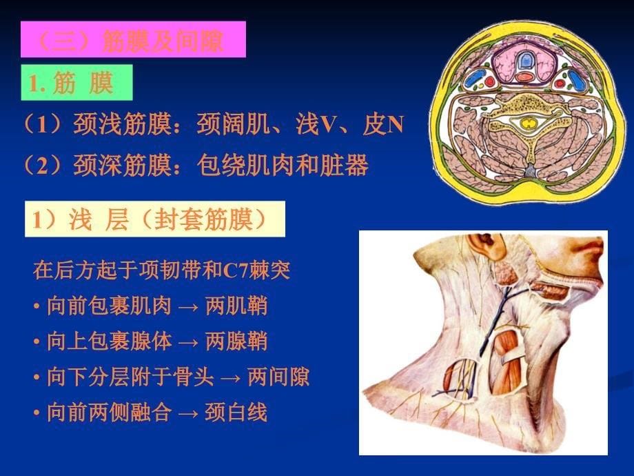 颈前区上课用ppt课件_第5页