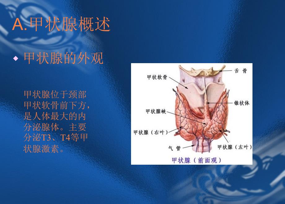 甲状腺课件好模板ppt课件_第3页