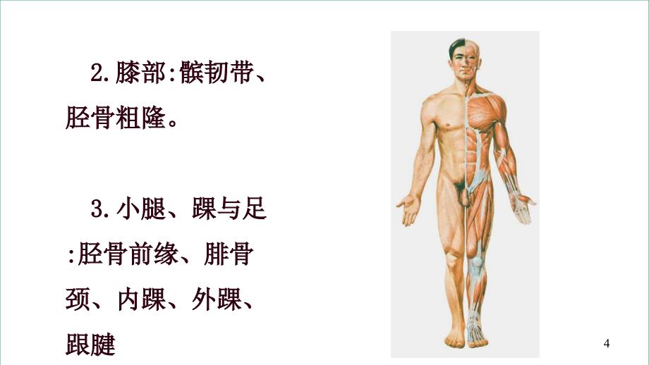 局部解剖学 下肢PPT课件_第4页