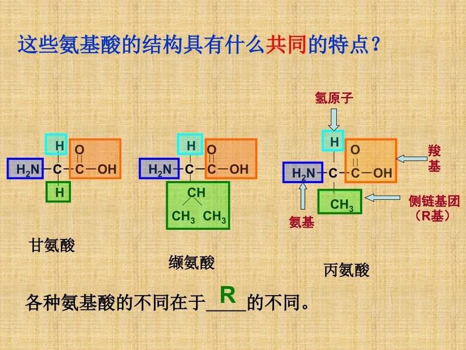 生命活动的主要承担者--蛋白质(公开课课件)精编版_第5页