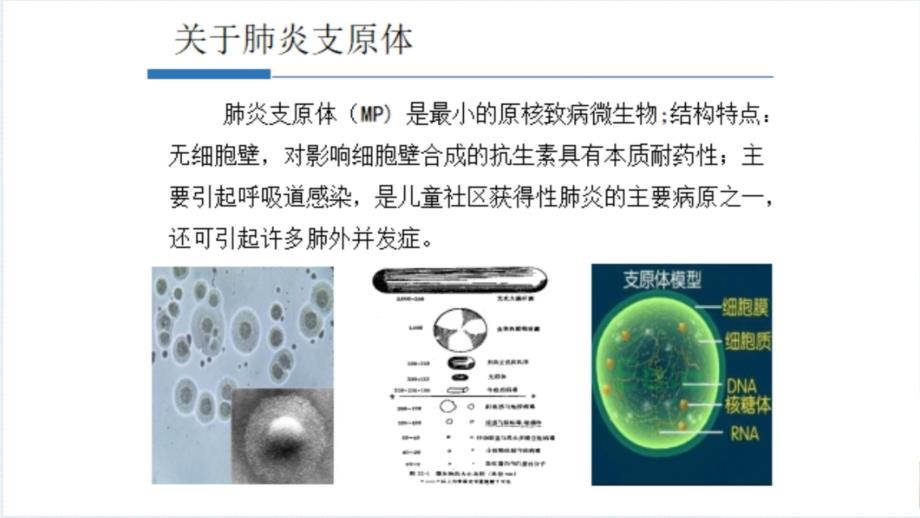 肺炎支原体的耐药性讲课资料_第3页